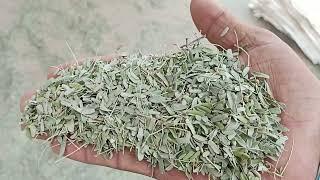 22 Rs kg New Hari Patti Holsel Bendar Nagaur Rai. Beniwal Bhai 9252441755