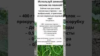 Зимний чеснок — на максимум! Соус из стрелок, который просят все! #чеснок #стрелки #сезоноткрыт