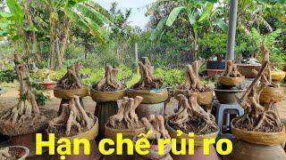 Chia sẽ cách  xử  lý phôi nguyệt quế  bonsai lùn lực.