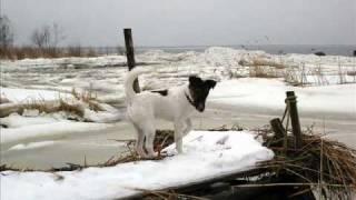 Smooth Fox Terrier Onni