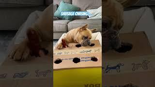 Things my dog has gone viral for….  #dog #viral #viraldog #frenchie #cutedog