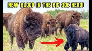 New Young Bull vs Big Joe Herd: The Showdown Begins!