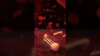 Antibiotics: The Good & the Bad