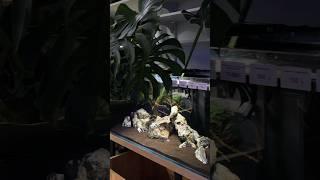 Ждем вас в нашей студии BioBox в Москве! Долгоруковская 29️ #biobox #aquarium #floraldesign #exotic