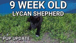 Lycan Shepherd Pup Update | 9 Weeks Old