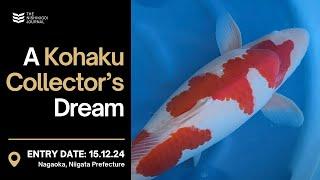 Replacing a Kohaku Worth Thousands | The Nishikigoi Journal | EP #070