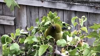 The New Zealand Bellbird Song