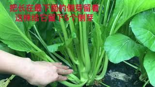 「種植#6」#油菜心【種植秘訣】如何种植产量高收割完一茬又一茬【收割技巧】＃アスパラ菜栽培＃Aspara na cultivation