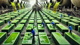 How Millions Bars Of Olive Soap Are Produced In Traditional Soap Factory - Processing Olive Oil