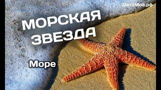 Морская звезда. Энциклопедия для детей про животных. Море