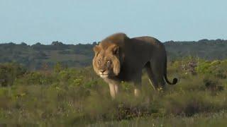 The most Handsome Lion on the planet that you never seen before in your life