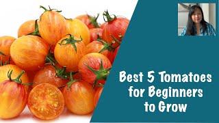 Best 5 Tomatoes for Beginners to Grow