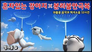 #멍마들  강아지 분리불안 극복을 위한 단계 강아지 분리불안 음악 (12시간) - Dog separation anxiety music