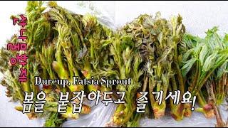 두릅 개두릅 손질하는 방법 두릅데치기 참두릅 조리과정,Fatsis Sprout, Dureup, 산나물 제왕 황제