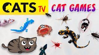 CAT TV  December Ultimate Compilation 🪳 Best games for cats in 4K