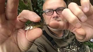 Catching three-spined sticklebacks by design