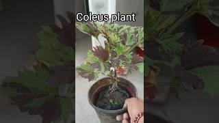 Growing Coleus / How to Get the Most Vibrant Colors#garden #shorts #youtubeshorts