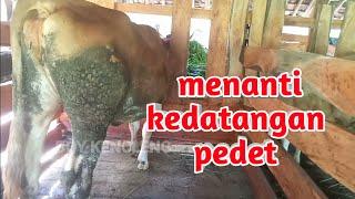 persiapan sebelum sapi dara melah!rk@n