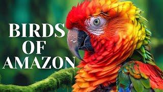 Birds of Amazon HD - Birds That Call The Jungle Home | Amazon Rainforest | Scenic Relaxation Film