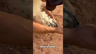 Burning on horseshoe #horsehoof #asmr #shortsviral #satisfying