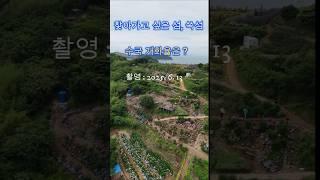 고양이 천국 쑥섬에서 수국 축제
