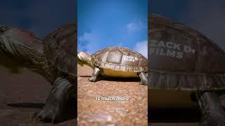 Can A Turtle Take Off Their Shell? 