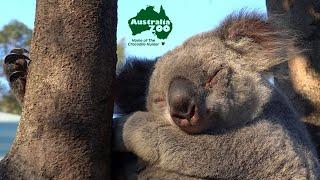 The Australia Zoo Walk About | Sunshine Coast Tour