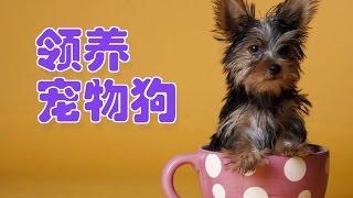 如何领养宠物狗/adopt a pet dog