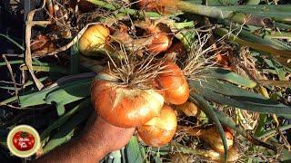 Triple your onion yield in a simple way! Works GREAT