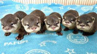 The Story of Baby Otters' Growth / 100th day anniversary video