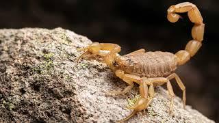 [Arizona Bark Scorpion] Arizona bark scorpion care || Arizona bark scorpion feeding