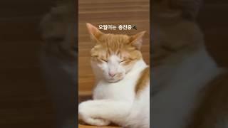 우리집이 조용할때 오월이는 #재충전 #집사 #cat #길냥이구조 #고양이 #cute #치즈고양이 #pets #치즈고양이 #cats