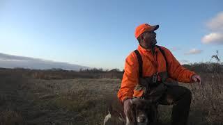 Pheasant Hunting Strategy