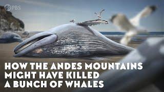 How the Andes Mountains Might Have Killed a Bunch of Whales