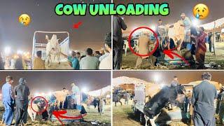 AGGRESSIVE COW UNLOADING GONE WRONG  | Cow Unloading 2025 | Bhatta Chowk Mandi 2025 | Mandi vlog