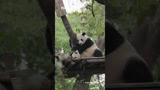 会哄孩子的熊猫妈妈