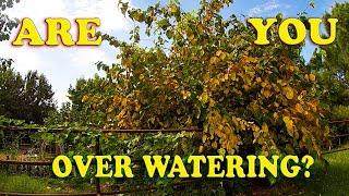 Over Watering Plants | Everything You need to Know