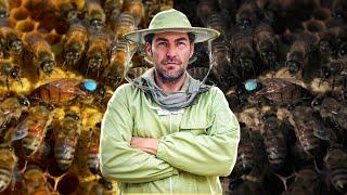 Two Queens in One Hive