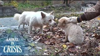 Retten Sie eine streunende Hündin und ihre unter dem Haus lebenden Welpen l Animal in Crisis Ep 448