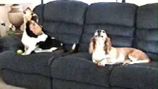 Howling Basset Hounds