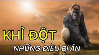 “KHỈ ĐỘT ” BÍ ẨN ĐỜI SỐNG HOANG DÃ #matmathiennhien #thegioihoangda #khidot #viralvideo