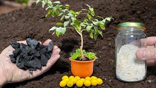  How to Choose the Best LEMON TREE to Grow It in a Pot