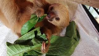 Baby Sloth Eating Leaves | The Sloth Conservation Foundation