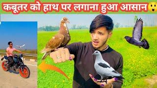 Kabutar ko hath pr Kese Lgaye ️ || How To Catch Pigeon On Hand ️