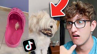 STRANGEST DOG TIKTOK'S! *Reaction*