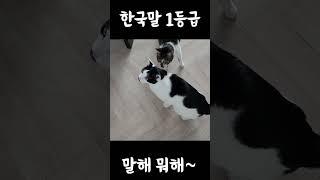 한국말 완벽하게 구사하는 고양이 레오 #shorts