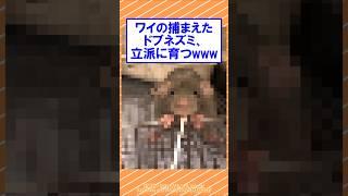 捕まえたドブネズミ、立派に育つwww #2ch面白いスレ #2ch