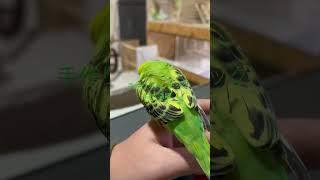 オカメインコとセキセイインコ暮らす散歩 #cockatiel #オカメインコ #インコ #セキセイインコ #インコの日常生活