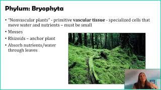 Seedless, Non-vascular Plants