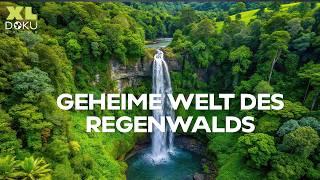 Geheimnisse im Atlantischen Regenwald | Brasilien Expedition | XL Naturdoku